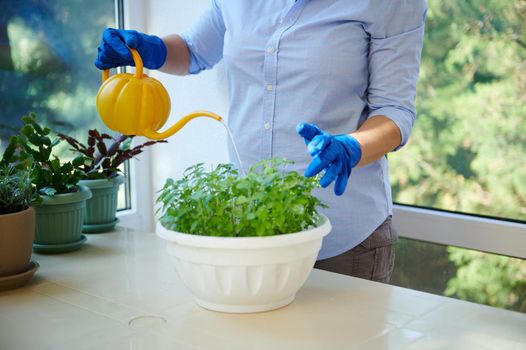 Close-up. Details: Hands in blue rubber work gloves of a housekeeper using pumpkin watering can waters basil plant, cultivated in pot in the countryside veranda, enjoying taking care of houseplants