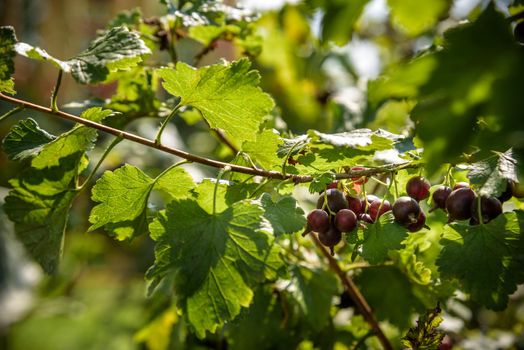 Jostaberry Ribes nidigrolaria, hybrid of a black currant and gooseberry in the garden. Branch with ripe berries close up. Selective focus.