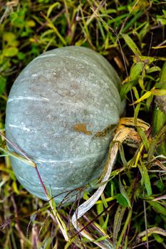 Hungarian blue squash or blue pumpkin in an organic vegetable garden in autumn