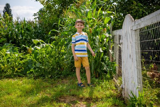 Portrait of adorable child boy in a field of the countryside with green plants maize in summer day. Eco nature, agriculture, summer leisure in village concept.