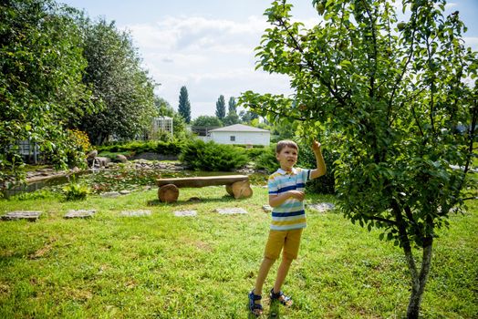 a little boy is standing under a pear tree and looking to a pear. autumn fruit harvest.