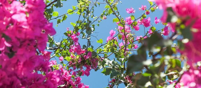 Pink flowers and blue sunny sky - floral background, spring holidays and womens day concept. Living life in bloom