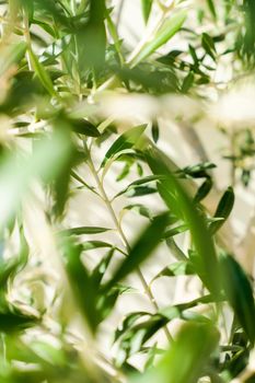 Olive tree and sunshine - gardening, nature background and environmental concept. The beauty of a green garden