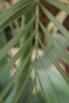 Palm leaf close-up. Greenhouse with a large variety of green plants. The concept of planting crops in spring.