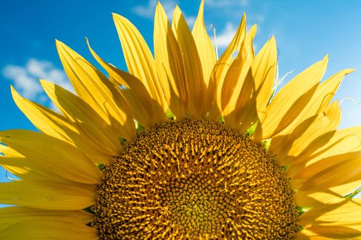 Half of a sunflower flower against a blue sky. The sun shines through the yellow petals. Agricultural cultivation of sunflower for cooking oil