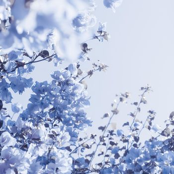 Flower background, spring nature and botanical beauty concept - Blue floral composition