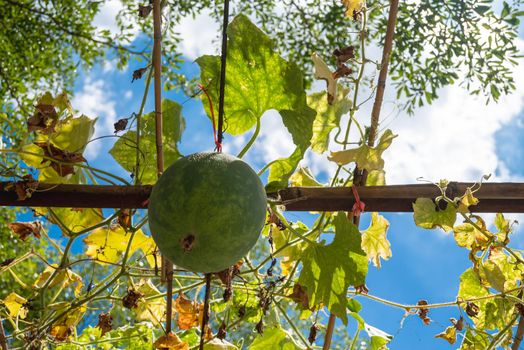 Long cucumber is a kind of cucurbit planted on the scaffolding. Vivid green leaves of cucumber contrasted with the blue sky.