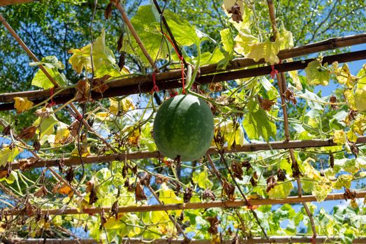 Long cucumber is a kind of cucurbit planted on the scaffolding. Vivid green leaves of cucumber contrasted with the blue sky.