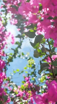 Pink flowers and blue sunny sky - floral background, spring holidays and womens day concept. Living life in bloom