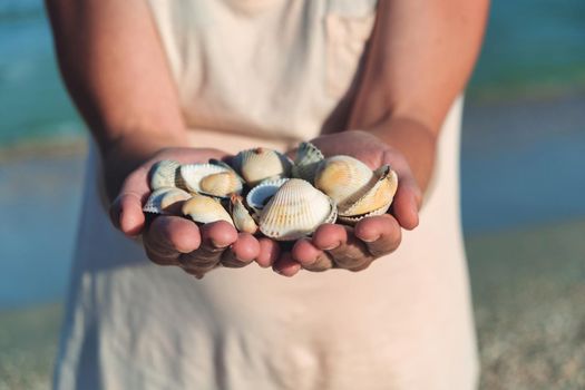 Hands holding sea shells. seashells in hands. download photo