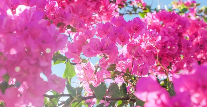 Pink flowers and blue sunny sky - floral background, spring holidays and womens day concept. Living life in bloom