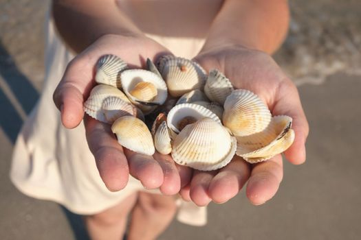 Close up of a girl holding sea shells in her hands. Hands holding sea shells, seashells in the hands download photo