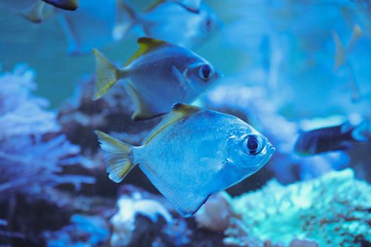 Exotic tropical fish closeup, coral reef fish in a blue water. download photo