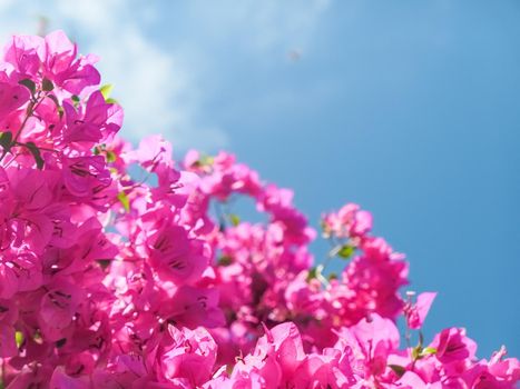 Pink flowers and blue sunny sky - floral background, spring holidays and womens day concept. Living life in bloom