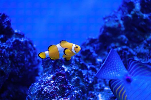 Amphiprion Ocellaris Clownfish In Marine Aquarium. Nemo fish download photo