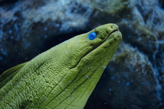 Moray Eel, Gymnothorax thyrsoideus, known as Grey-Faced Moray Eel, Slender Moray Eel, Freckled Moray Eel in coral reef near Aniloa, Batangas, Philippines.