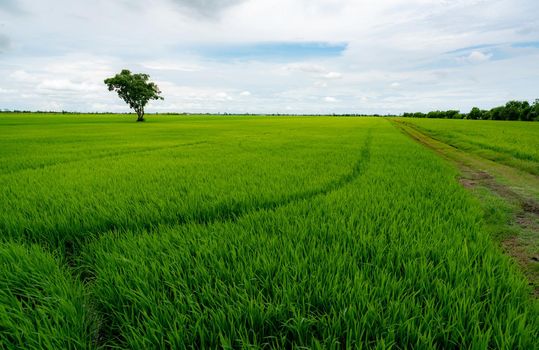 Landscape of green rice field with a lonely tree and blue sky. Rice plantation. Green rice paddy field. Agricultural field. Farm land in Thailand. Land plot. Beauty in nature. Green season. 