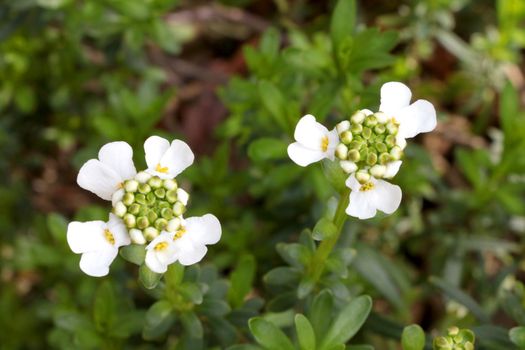 Flowering white wildflowers in the meadow. They are used in folk medicine