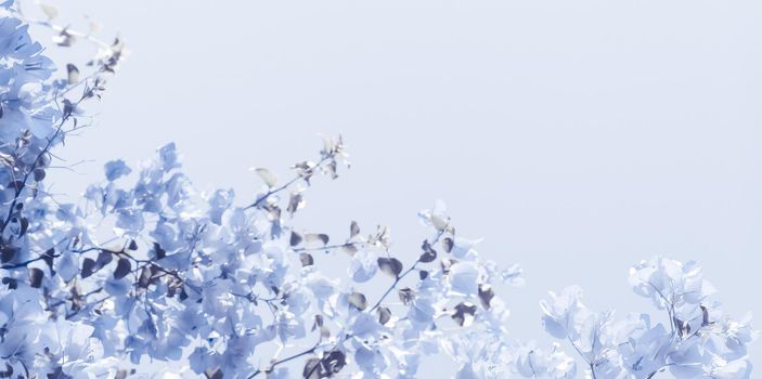 Flower background, spring nature and botanical beauty concept - Blue floral composition