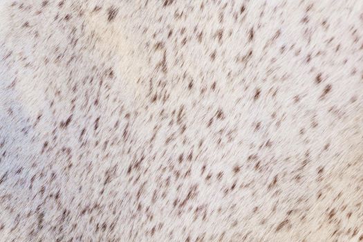 Short light fur with tiny brown spots, animal background