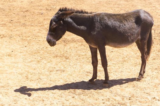 Old sad donkey in the desert on a sunny day