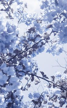 Flower background, spring nature and botanical beauty concept - Blue floral composition