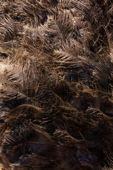 Brown ostrich feathers and down background close up