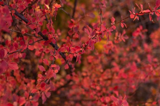 Fall berry shrub with bright red foliage in the forest with copy space