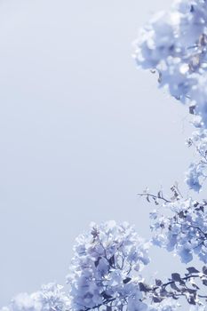 Flower background, spring nature and botanical beauty concept - Blue floral composition