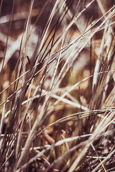 Beauty in nature, balanced lifestyle, environmental concept - Rustic summer field