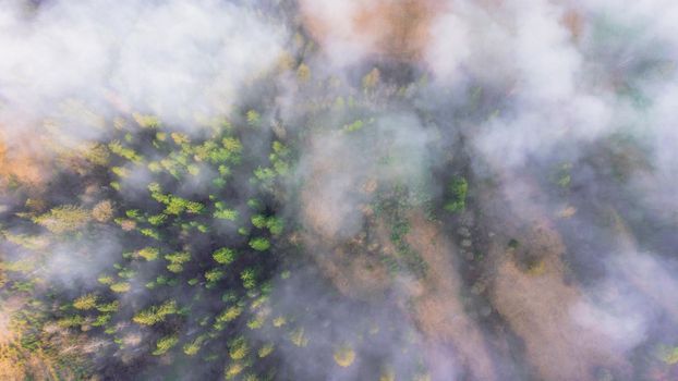 Top of forest on the mountain slope in a nature reserve. Landscape with fog in the forest above download photo