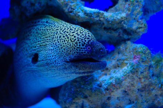 Moray Eel. Gymnothorax miliaris. Cabo Cope-Puntas del Calnegre Natural Park, Spain download photo