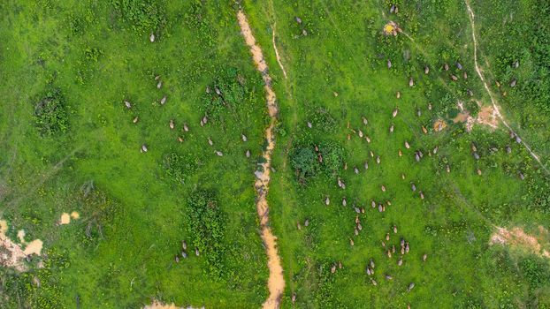 Aerial view of group of cows on a rural meadow in a bright morning. Beautiful green area of agricultural land or pasture in the rainy season of northern Thailand.