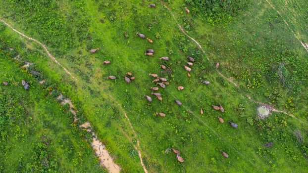 Aerial view of group of cows on a rural meadow in a bright morning. Beautiful green area of agricultural land or pasture in the rainy season of northern Thailand.