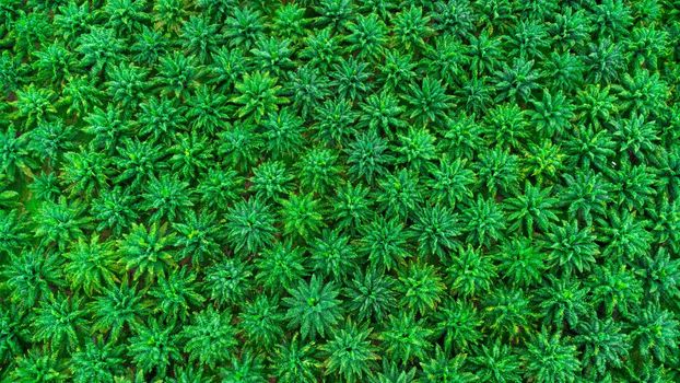 Aerial view of palm oil plantation in Krabi Thailand. Top view of palm trees with sunshine on summer day. Beautiful natural landscape background.