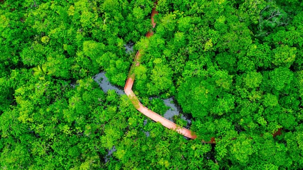 Aerial views of mangrove forests are abundant in southern Thailand. Tha Pom Khlong Song Nam, Krabi, Thailand. Beautiful natural landscape background.