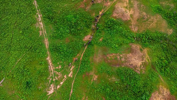 Aerial view of group of cows on a rural meadow in a bright morning. Beautiful green area of agricultural land or pasture in the rainy season of northern Thailand.