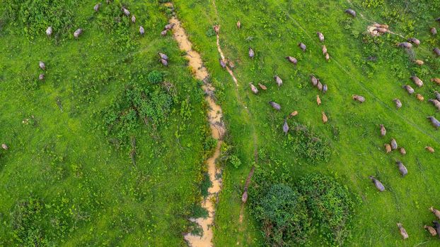 Aerial view of group of cows on a rural meadow in a bright morning. Beautiful green area of agricultural land or pasture in the rainy season of northern Thailand.