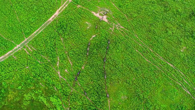 Aerial view of group of cows on a rural meadow in a bright morning. Beautiful green area of agricultural land or pasture in the rainy season of northern Thailand.