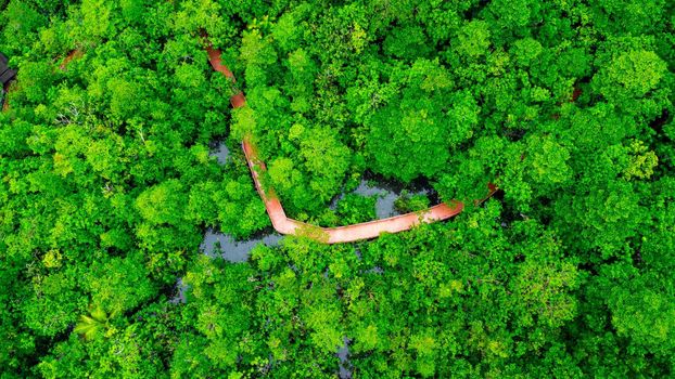 Aerial views of mangrove forests are abundant in southern Thailand. Tha Pom Khlong Song Nam, Krabi, Thailand. Beautiful natural landscape background.