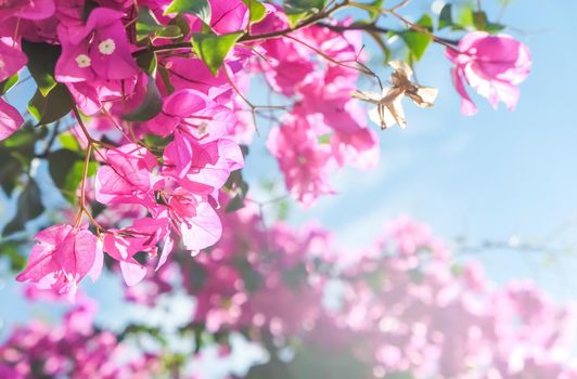 Pink flowers and blue sunny sky - floral background, spring holidays and womens day concept. Living life in bloom