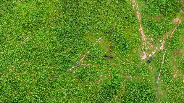 Aerial view of group of cows on a rural meadow in a bright morning. Beautiful green area of agricultural land or pasture in the rainy season of northern Thailand.