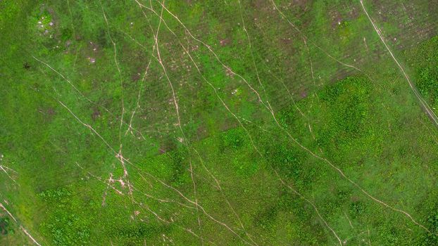 Aerial view of green pasture on a sunny day. Beautiful green area of agricultural land or grazing in the rainy season of northern Thailand.