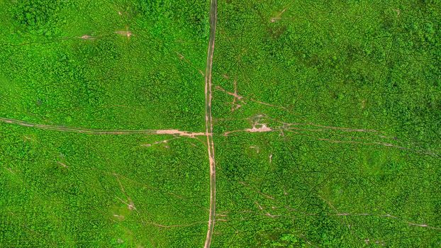 Aerial view of green pasture on a sunny day. Beautiful green area of agricultural land or grazing in the rainy season of northern Thailand.