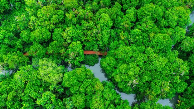 Aerial views of mangrove forests are abundant in southern Thailand. Tha Pom Khlong Song Nam, Krabi, Thailand. Beautiful natural landscape background.