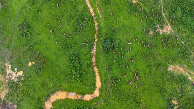 Aerial view of group of cows on a rural meadow in a bright morning. Beautiful green area of agricultural land or pasture in the rainy season of northern Thailand.