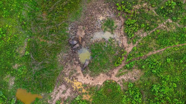 Aerial view of group of cows on a rural meadow in a bright morning. Beautiful green area of agricultural land or pasture in the rainy season of northern Thailand.