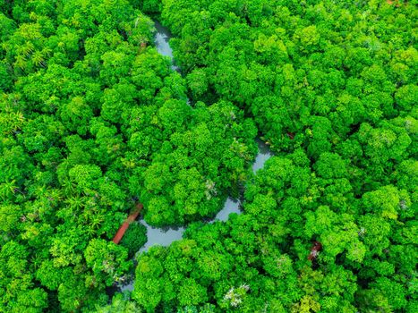 Aerial views of mangrove forests are abundant in southern Thailand. Tha Pom Khlong Song Nam, Krabi, Thailand. Beautiful natural landscape background.