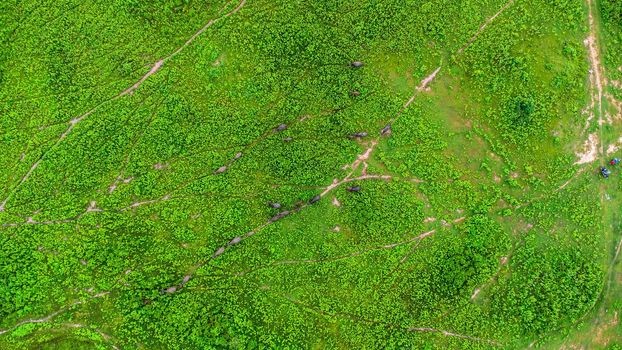 Aerial view of group of cows on a rural meadow in a bright morning. Beautiful green area of agricultural land or pasture in the rainy season of northern Thailand.