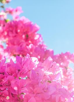 Pink flowers and blue sunny sky - floral background, spring holidays and womens day concept. Living life in bloom